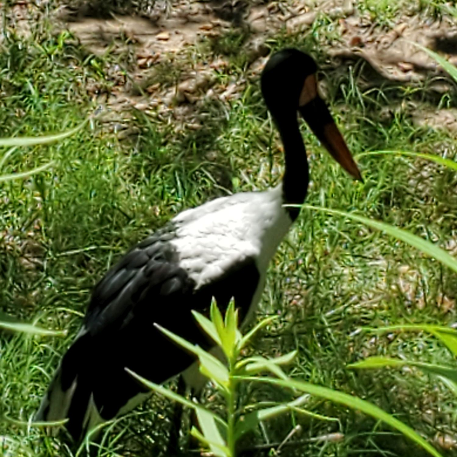 Sedgwick County Zoo 